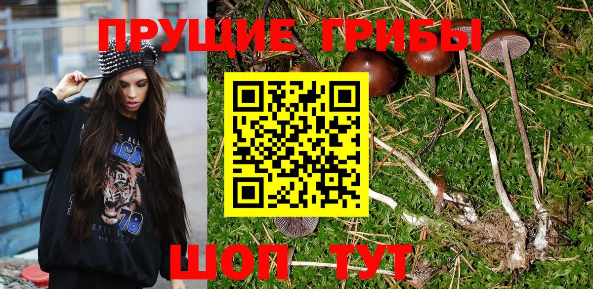 Ухта  Псилоцибиновые грибы Psilocybine cubensis  Вход с VPN 